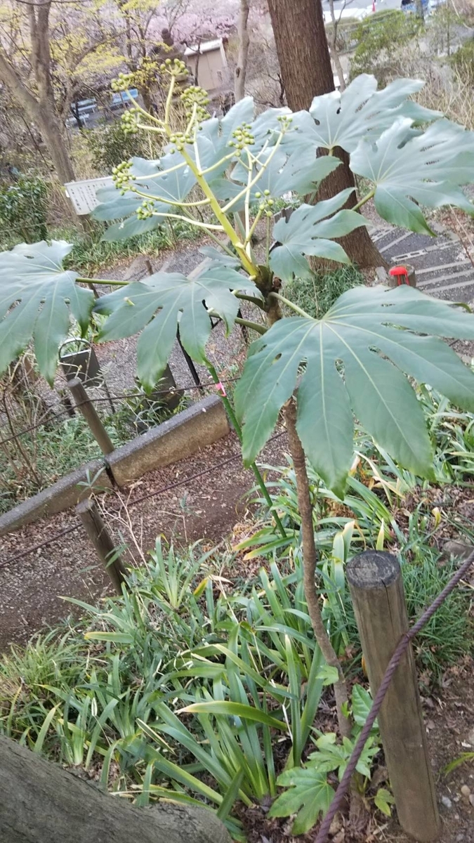f:id:hareruyatan:20190501084121j:plain f:id:hareruyatan:20190501084121j:plain