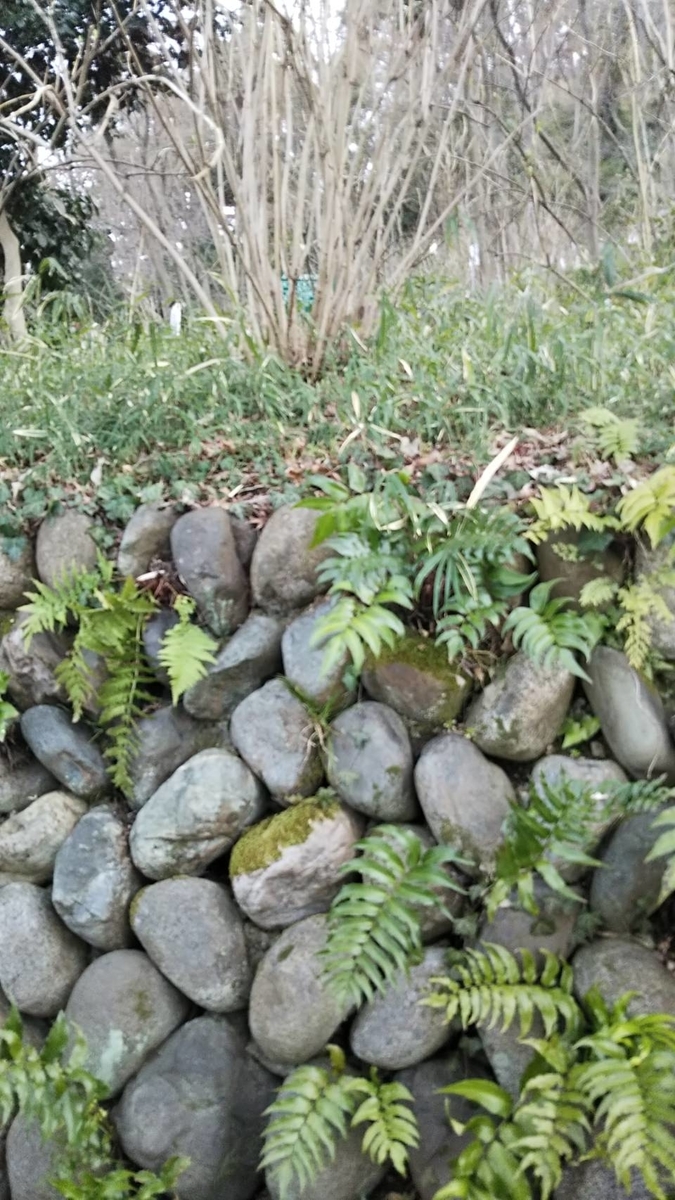f:id:hareruyatan:20190501084216j:plain f:id:hareruyatan:20190501084216j:plain