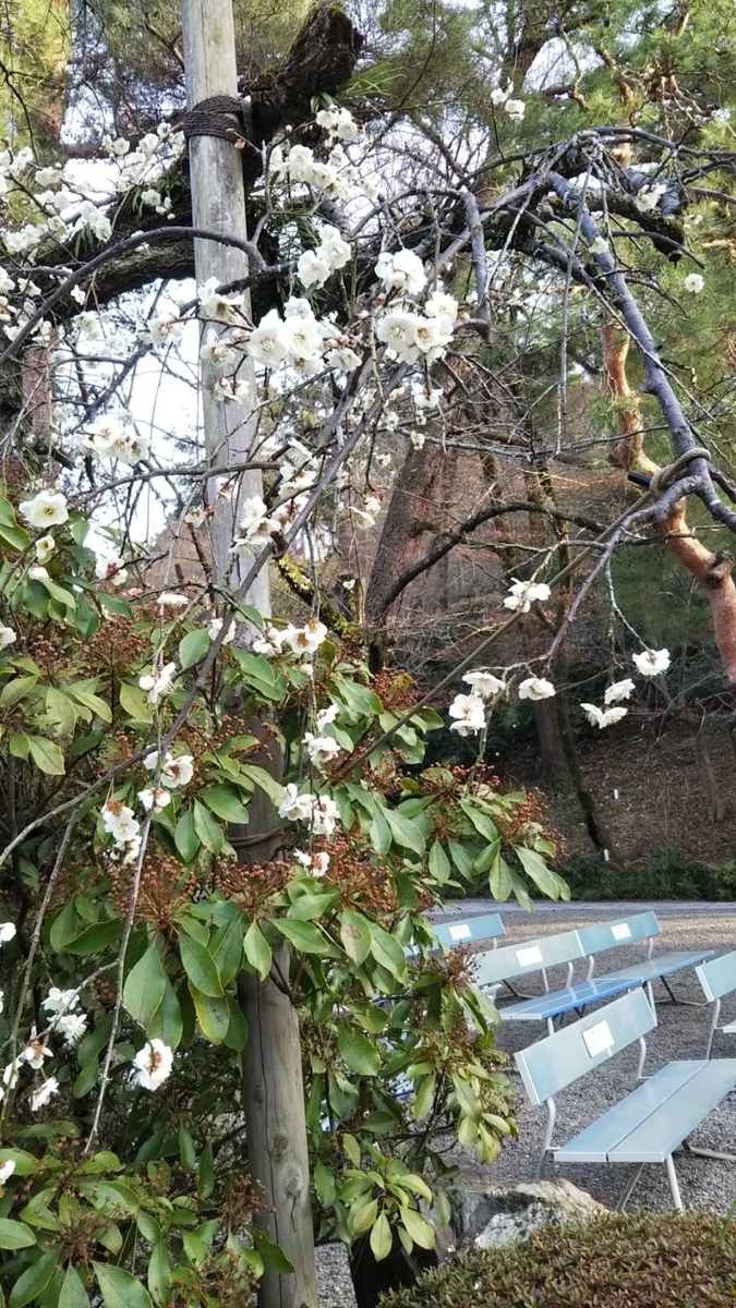 f:id:hareruyatan:20190501084242j:plain f:id:hareruyatan:20190501084242j:plain