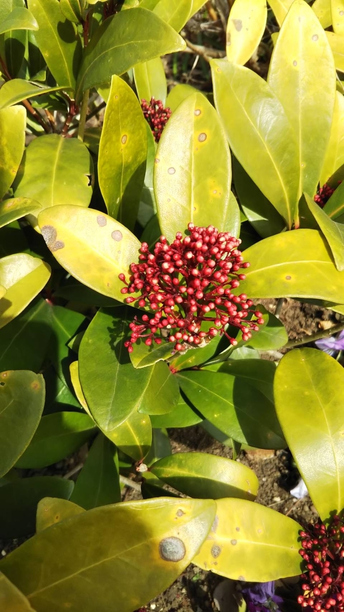 f:id:hareruyatan:20190501151537j:plain f:id:hareruyatan:20190501151537j:plain
