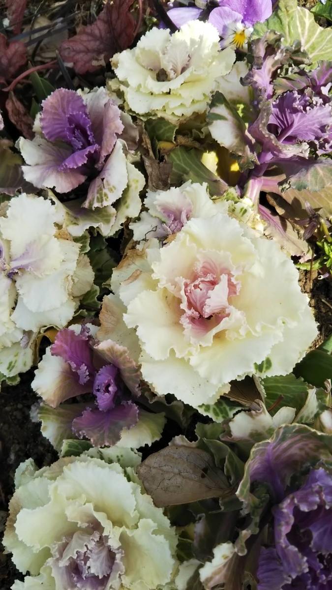 f:id:hareruyatan:20190501151538j:plain f:id:hareruyatan:20190501151538j:plain