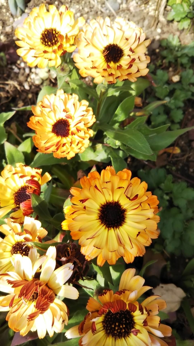 f:id:hareruyatan:20190501151548j:plain f:id:hareruyatan:20190501151548j:plain