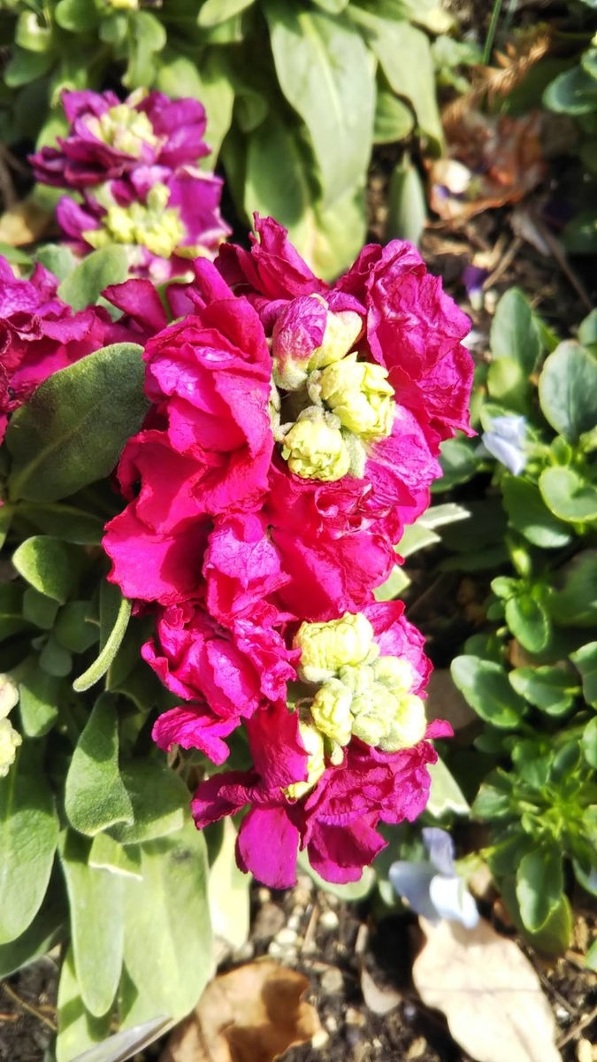 f:id:hareruyatan:20190501151549j:plain f:id:hareruyatan:20190501151549j:plain