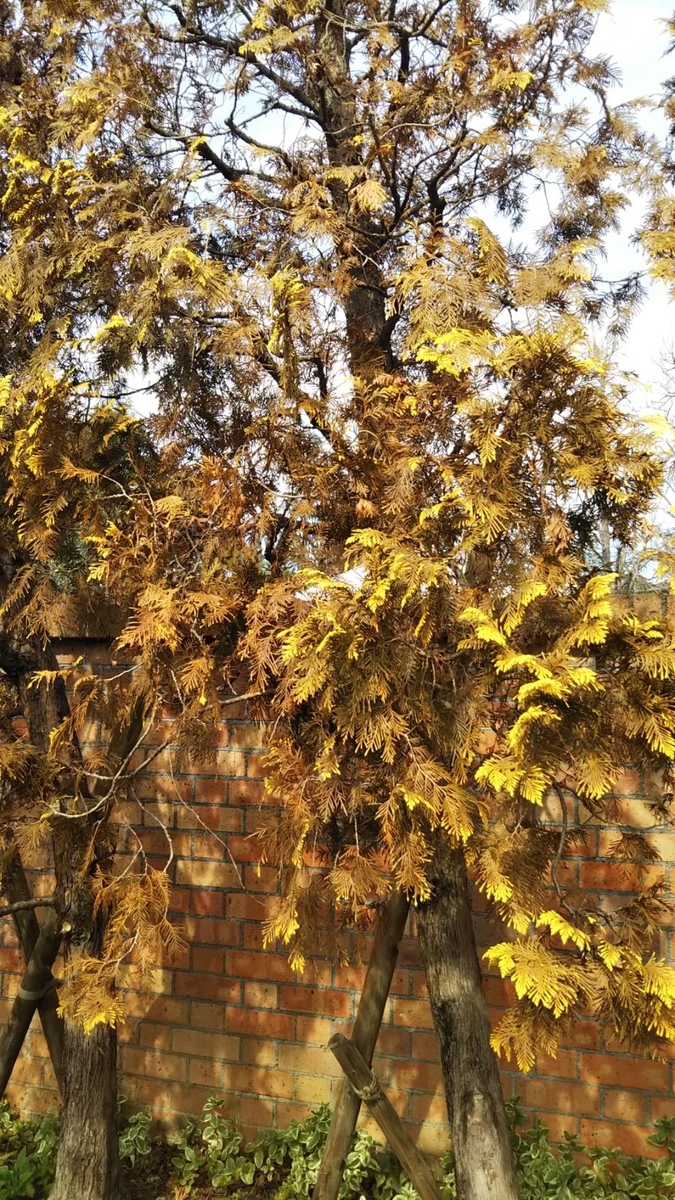 f:id:hareruyatan:20190501151551j:plain f:id:hareruyatan:20190501151551j:plain
