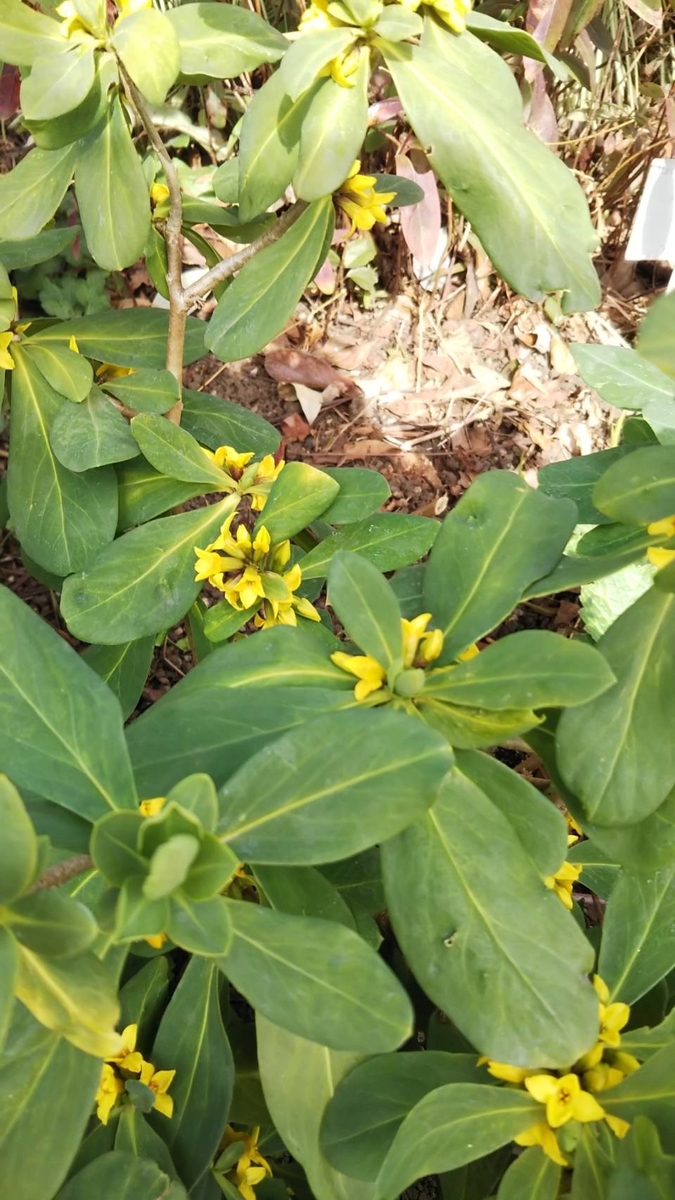 f:id:hareruyatan:20190501151603j:plain f:id:hareruyatan:20190501151603j:plain