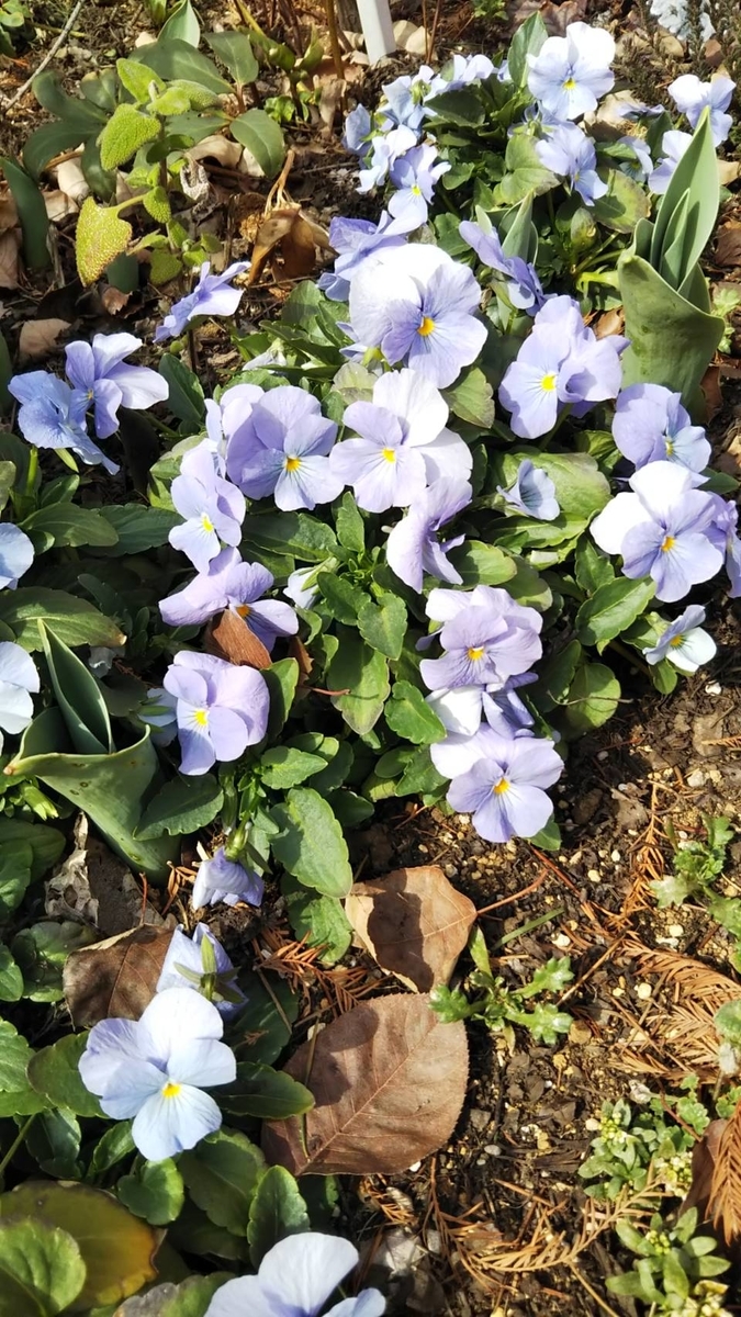 f:id:hareruyatan:20190501151605j:plain f:id:hareruyatan:20190501151605j:plain