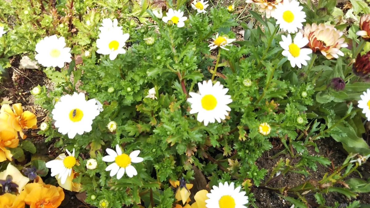 f:id:hareruyatan:20190501151618j:plain f:id:hareruyatan:20190501151618j:plain