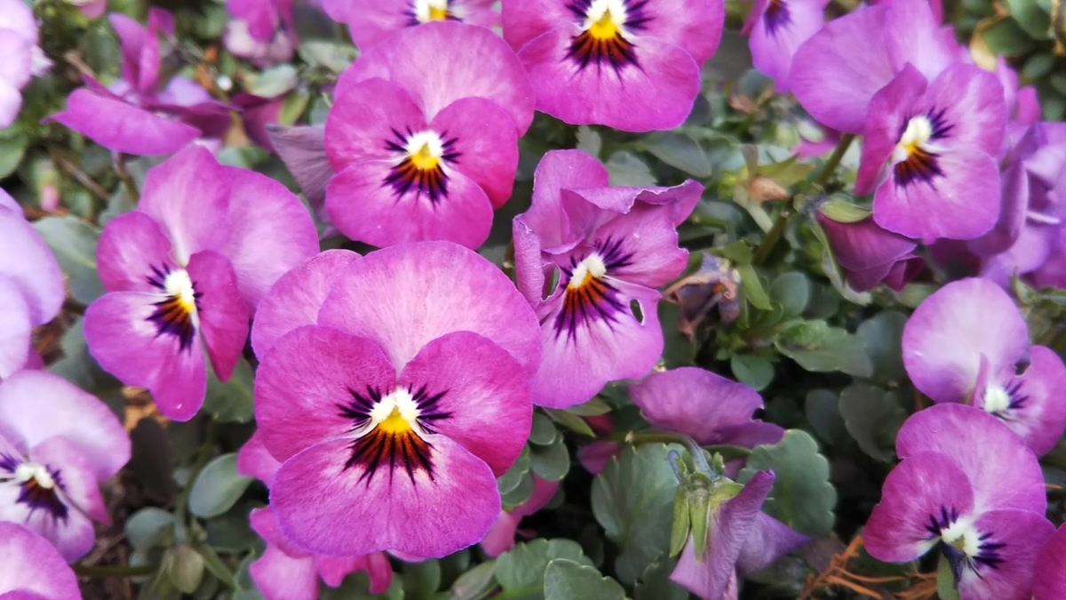 f:id:hareruyatan:20190501151639j:plain f:id:hareruyatan:20190501151639j:plain