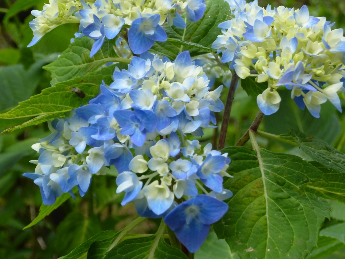 f:id:hareruyatan:20190526094957j:plain f:id:hareruyatan:20190526094957j:plain