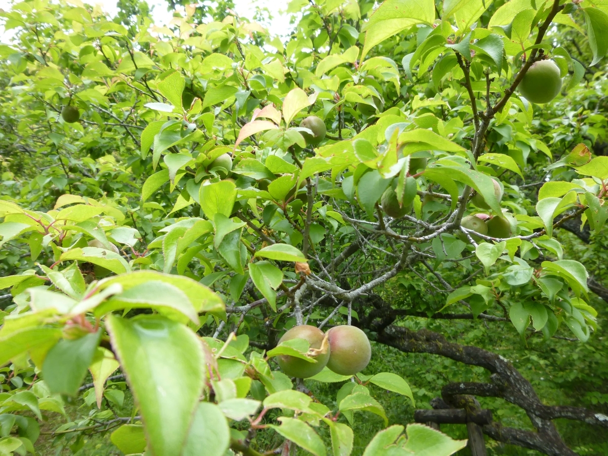 f:id:hareruyatan:20190526095031j:plain f:id:hareruyatan:20190526095031j:plain