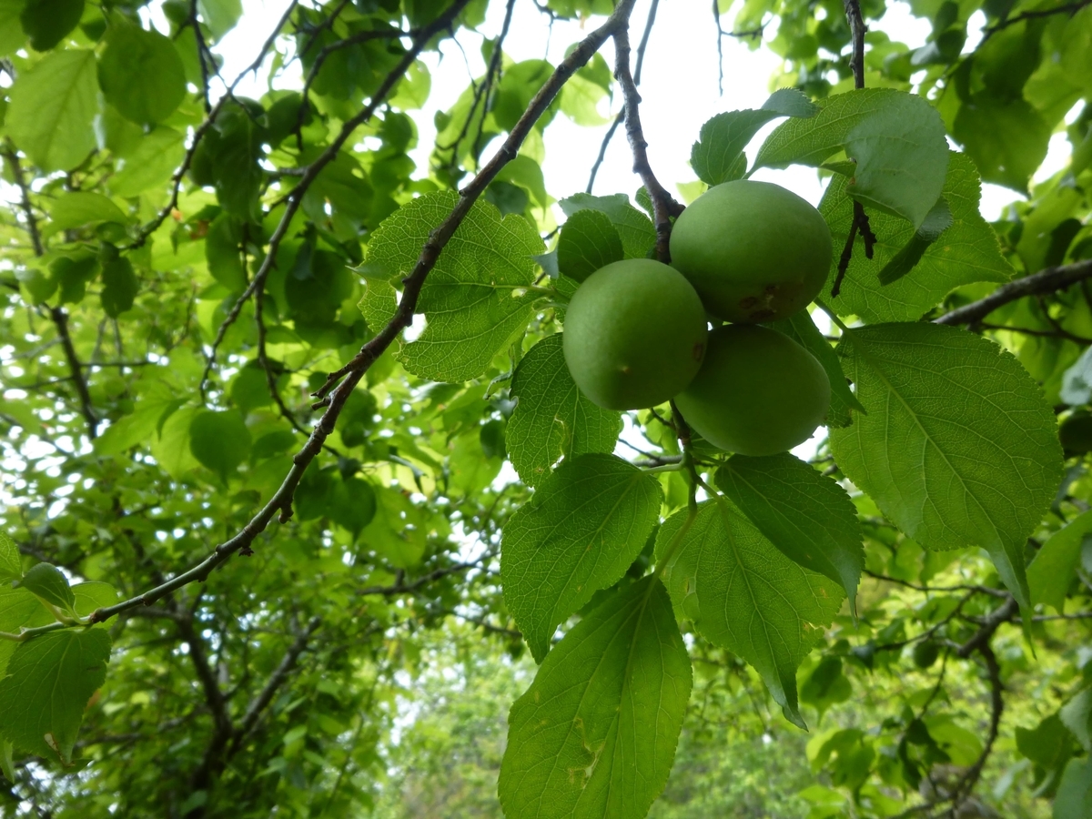 f:id:hareruyatan:20190526095043j:plain f:id:hareruyatan:20190526095043j:plain