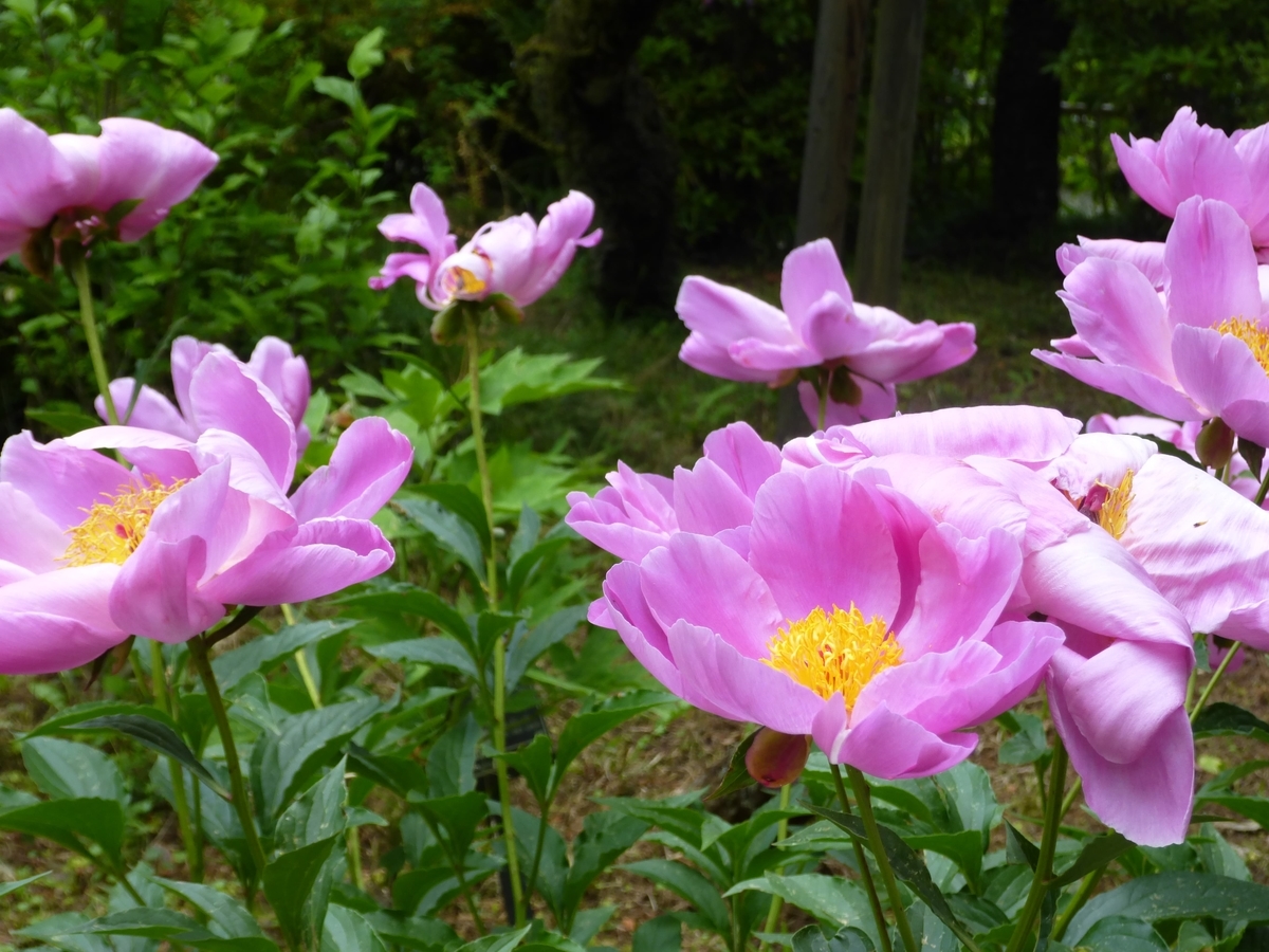 f:id:hareruyatan:20190526095055j:plain f:id:hareruyatan:20190526095055j:plain
