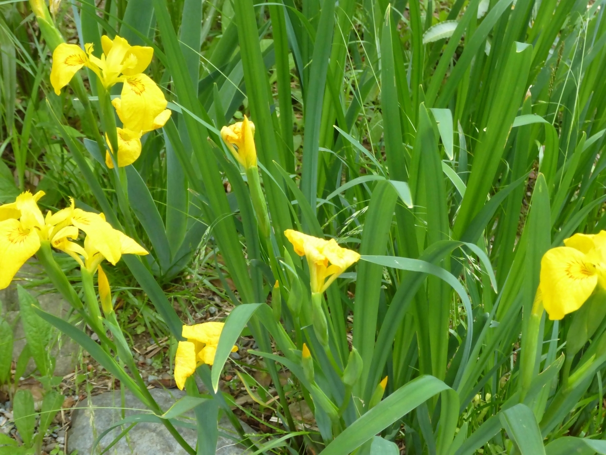 f:id:hareruyatan:20190526095106j:plain f:id:hareruyatan:20190526095106j:plain