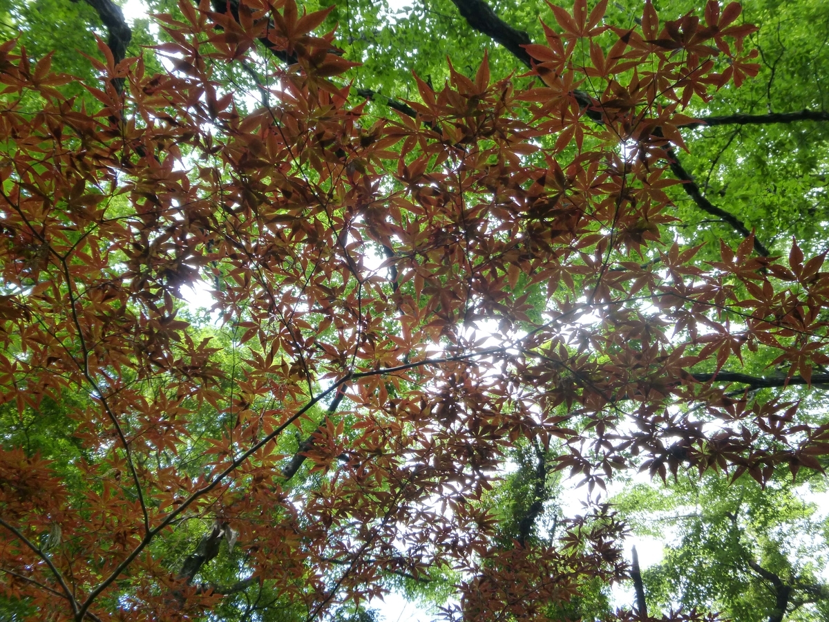 f:id:hareruyatan:20190526101918j:plain f:id:hareruyatan:20190526101918j:plain