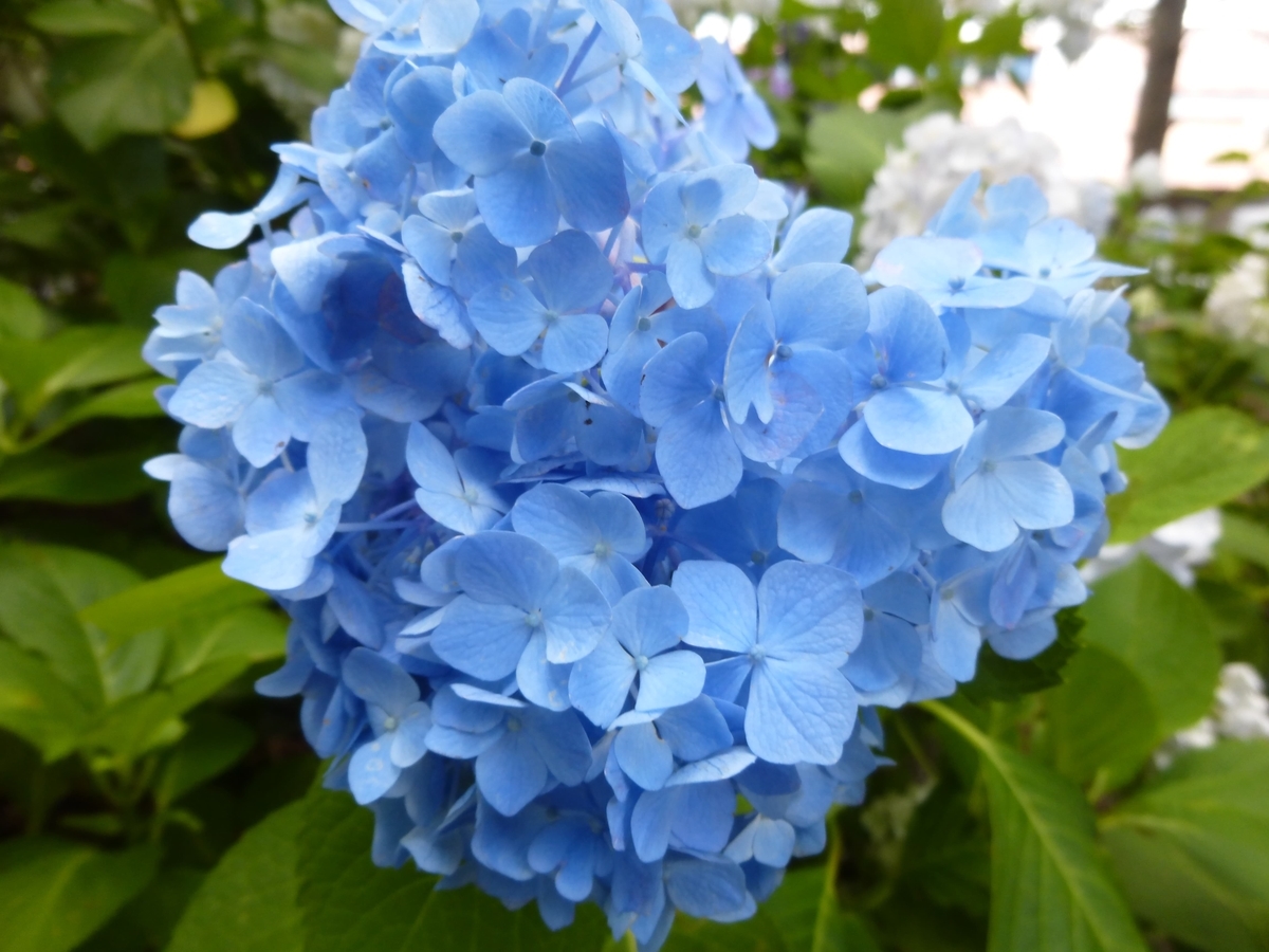 f:id:hareruyatan:20190623131739j:plain f:id:hareruyatan:20190623131739j:plain
