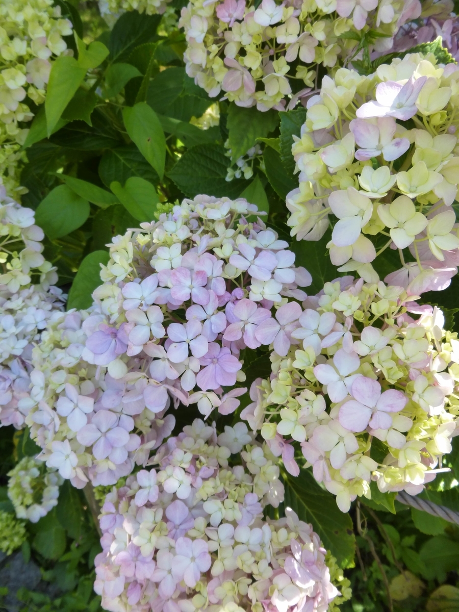 f:id:hareruyatan:20190623131759j:plain f:id:hareruyatan:20190623131759j:plain