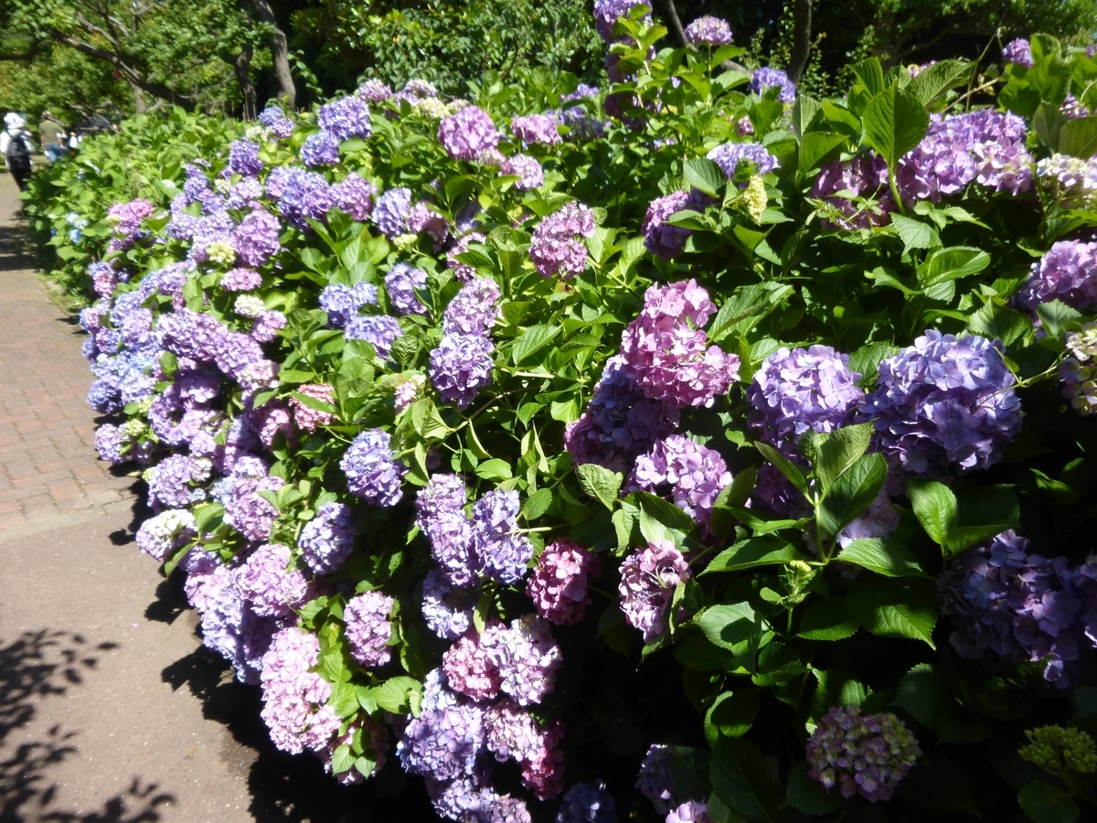 f:id:hareruyatan:20190623131839j:plain f:id:hareruyatan:20190623131839j:plain