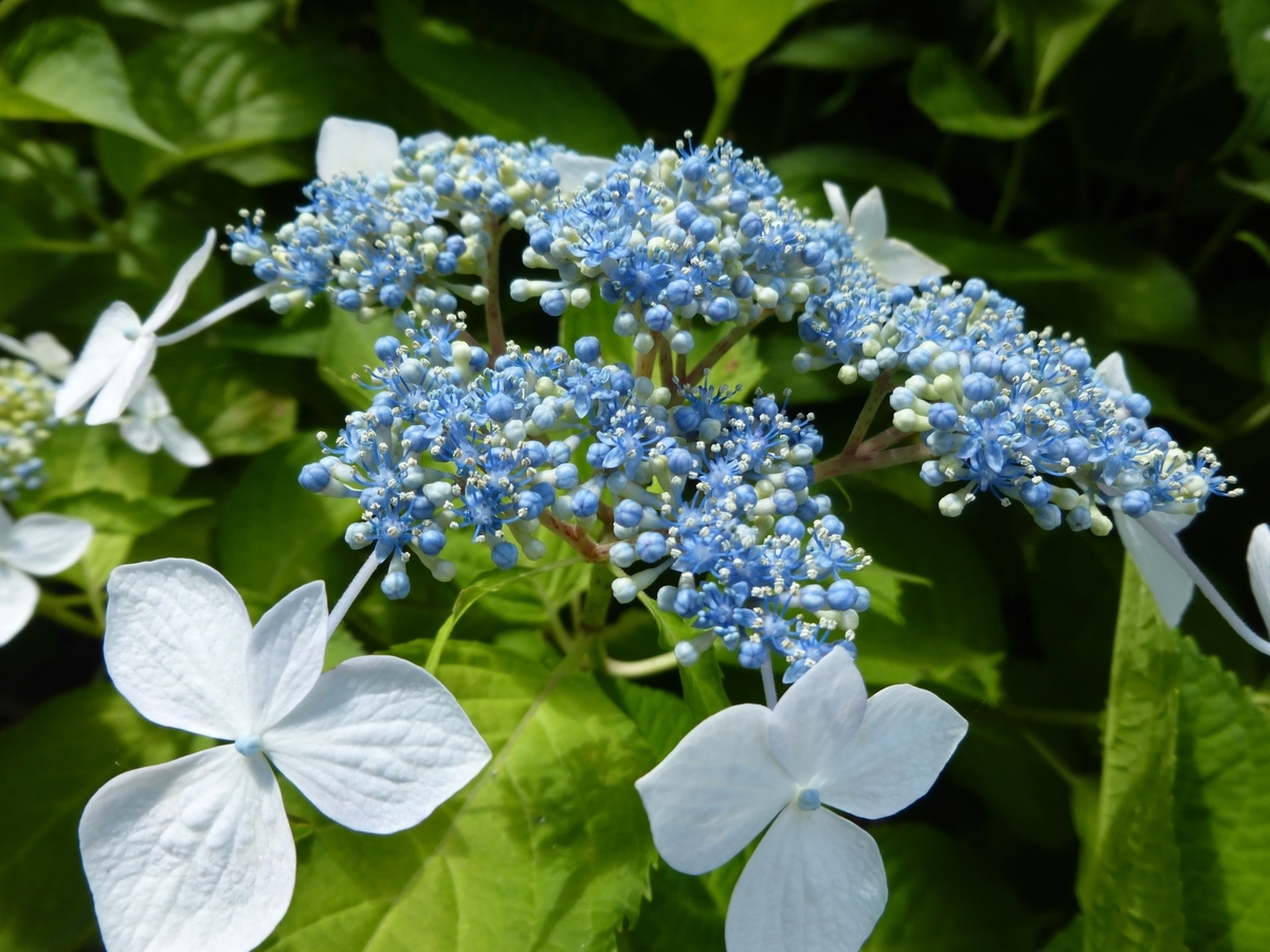 f:id:hareruyatan:20190623131903j:plain f:id:hareruyatan:20190623131903j:plain