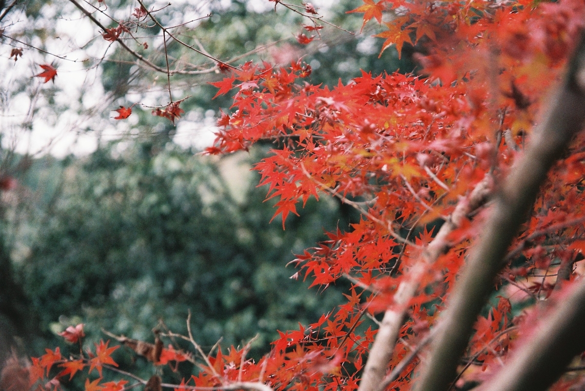 紅葉 film写真