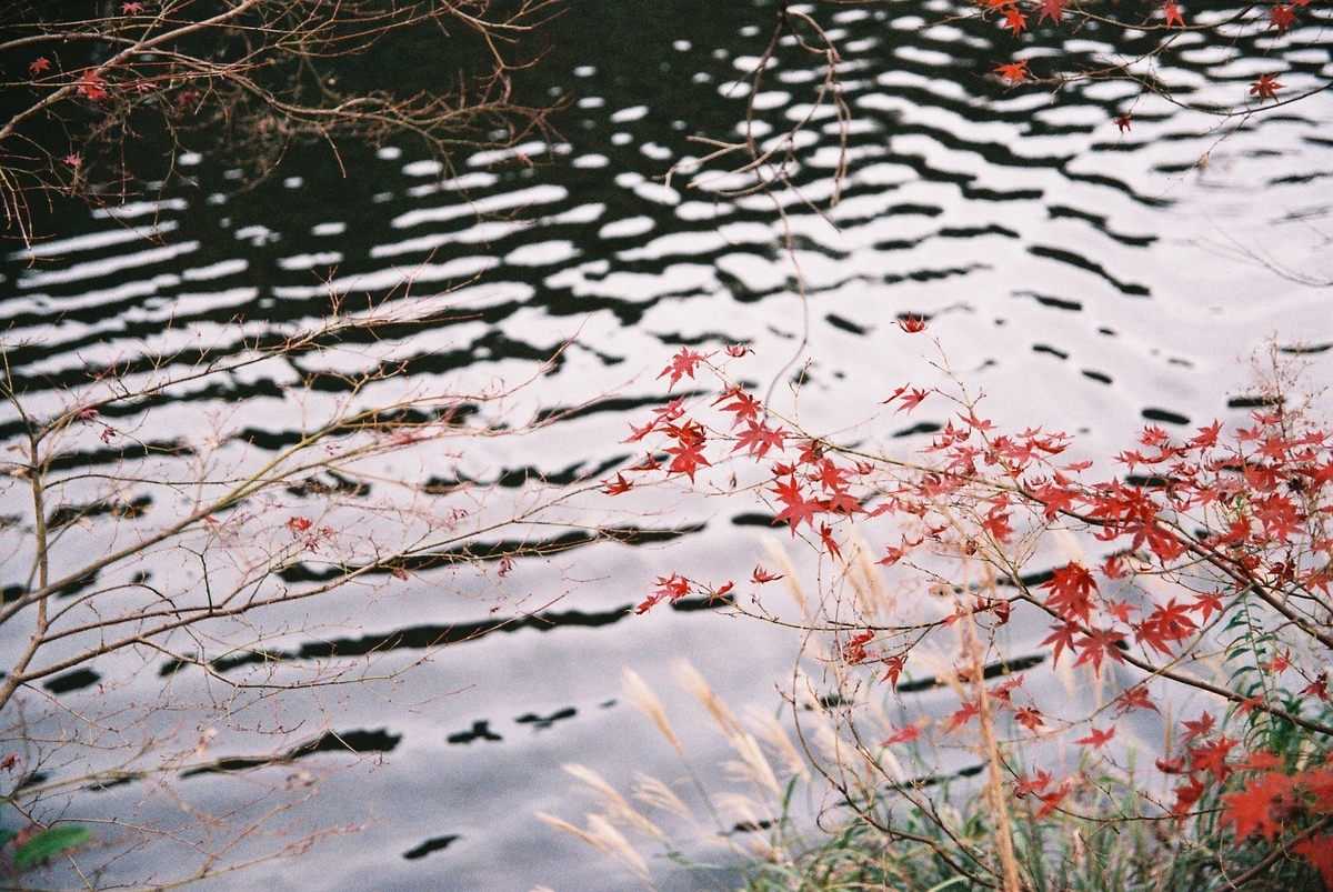 紅葉 film写真