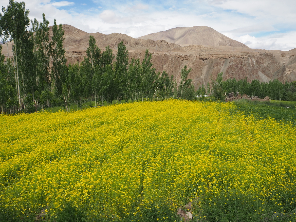 f:id:hareyamountain:20200422090850j:plain f:id:hareyamountain:20200422090850j:plain