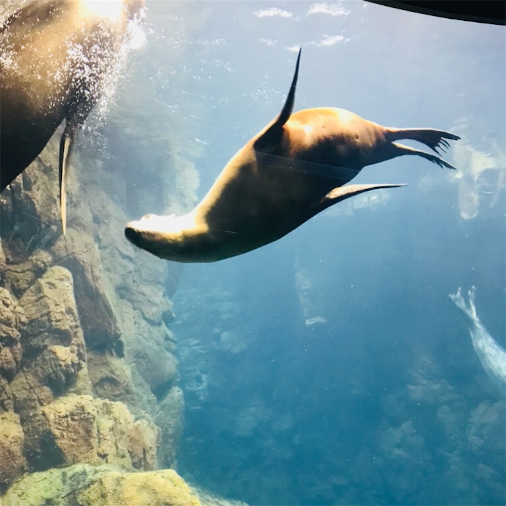 f:id:hari_nezumi:20180511103658j:image