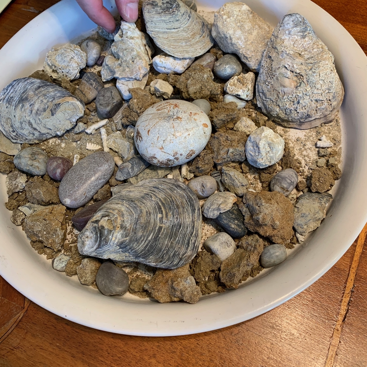 f:id:hari_nezumi:20190321122425j:plain