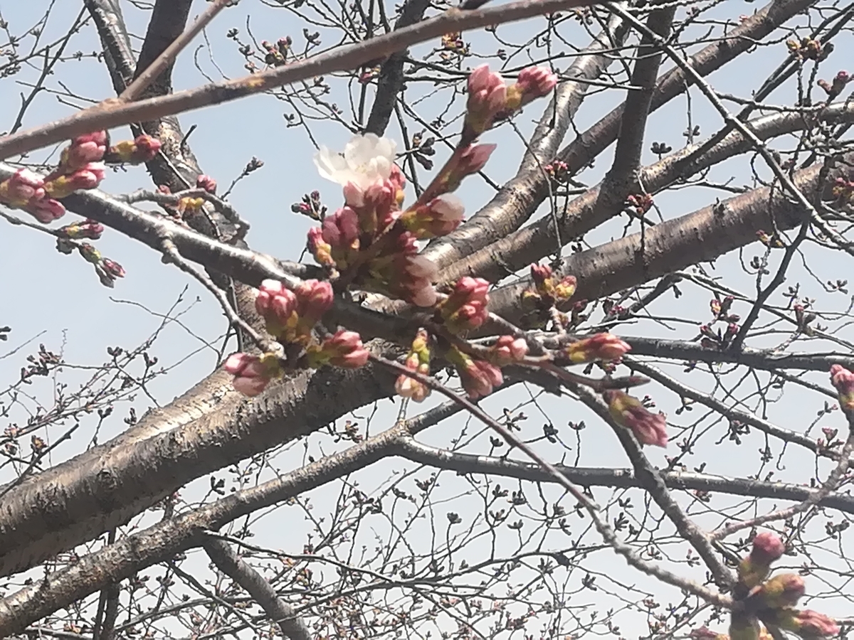 f:id:hariema:20190325185030j:plain