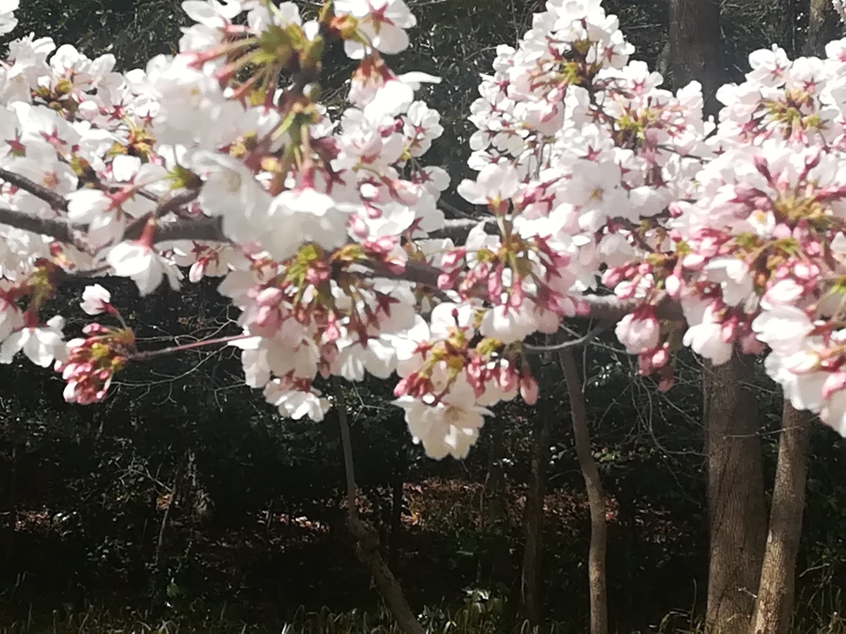f:id:hariema:20190331153835j:plain