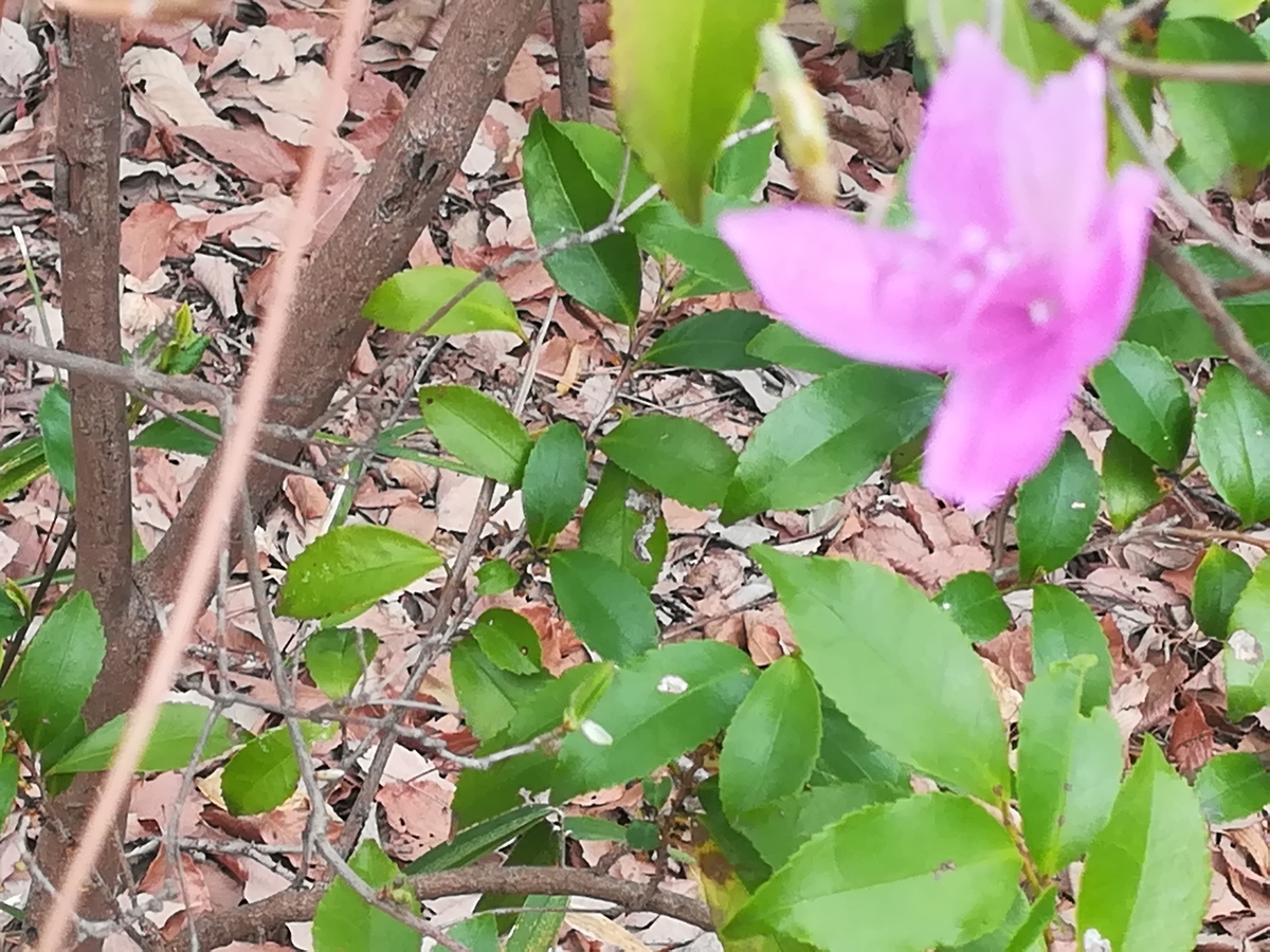 f:id:hariema:20190401105547j:plain