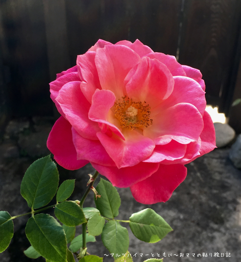 f:id:harienikki:20171116231456j:plain