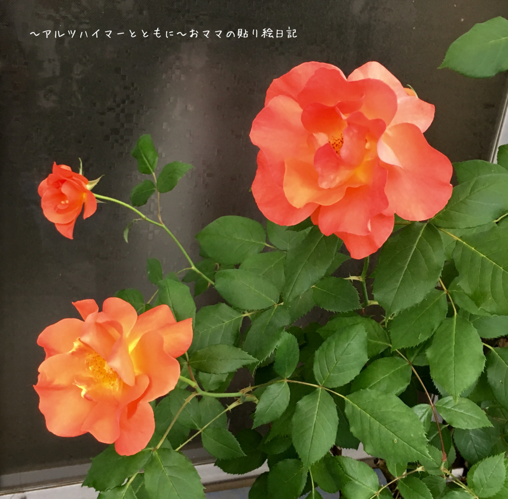 f:id:harienikki:20180527190032j:plain