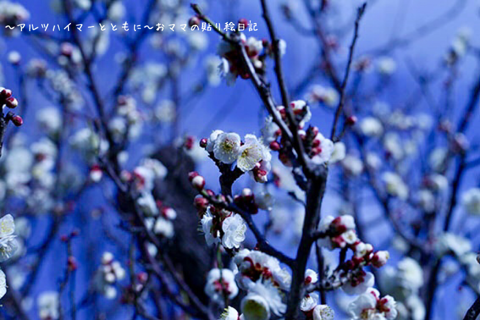 f:id:harienikki:20190226020004j:plain