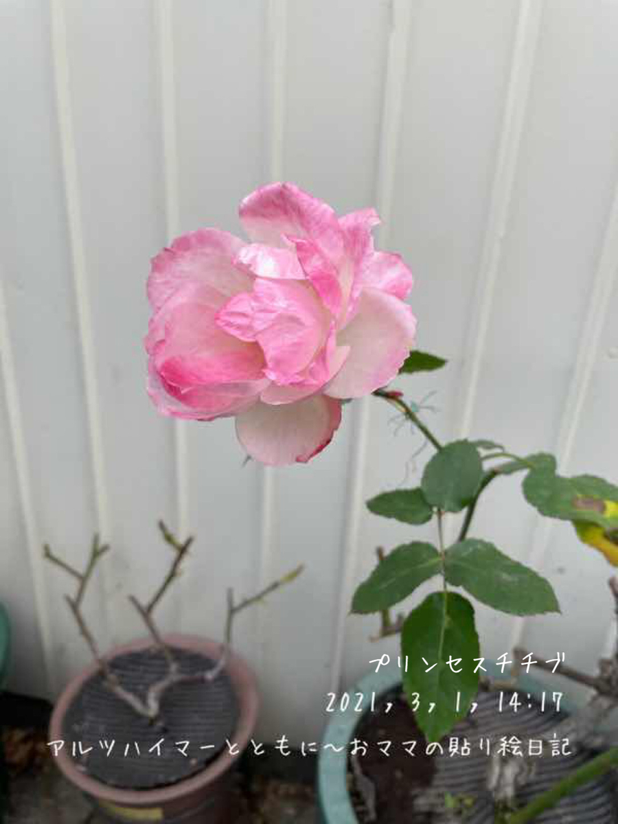 f:id:harienikki:20210304231534j:plain