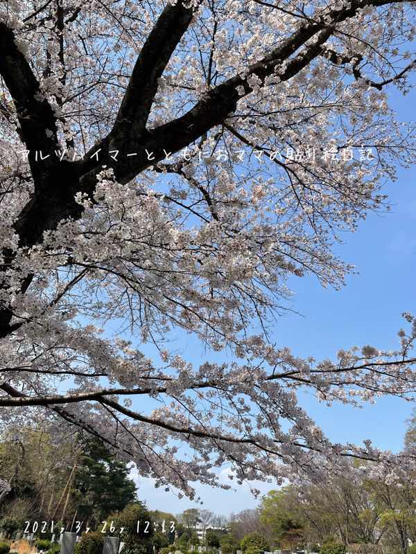 f:id:harienikki:20210327114340j:plain