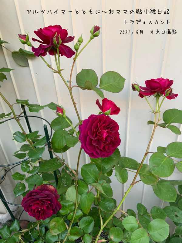f:id:harienikki:20210508125430j:plain
