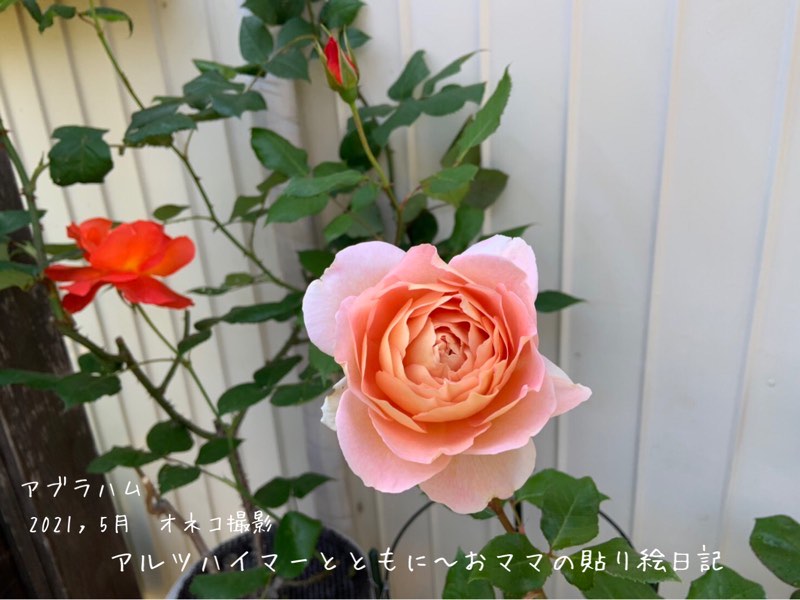 f:id:harienikki:20210508125521j:plain