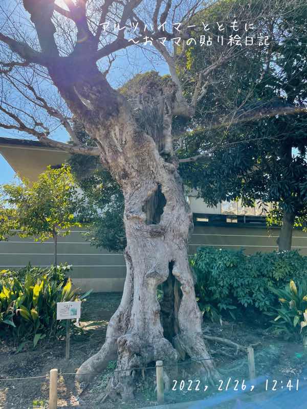 f:id:harienikki:20220310155152j:plain