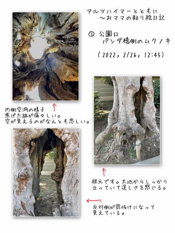f:id:harienikki:20220310155212j:plain