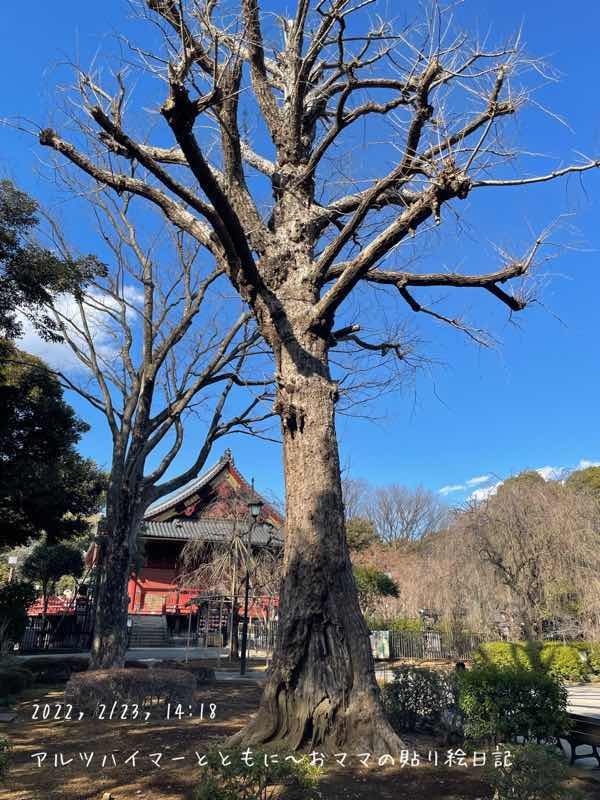 f:id:harienikki:20220310155452j:plain