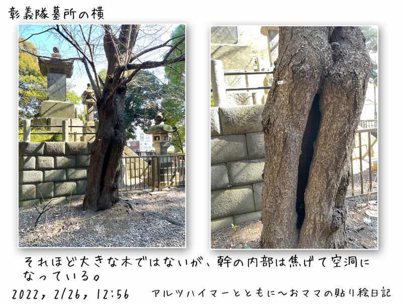 f:id:harienikki:20220310155545j:plain