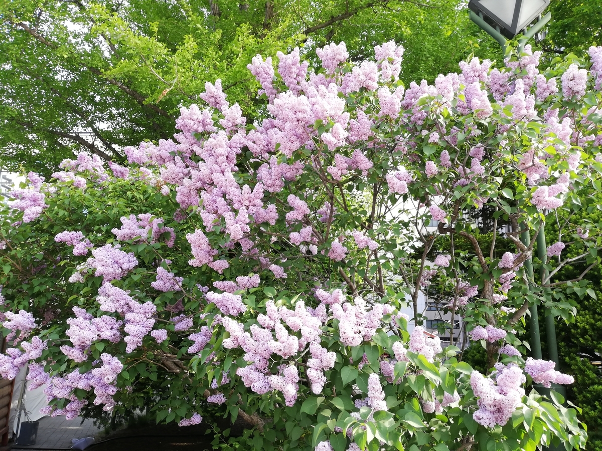 f:id:harikyu-takahashi:20190522141948j:plain