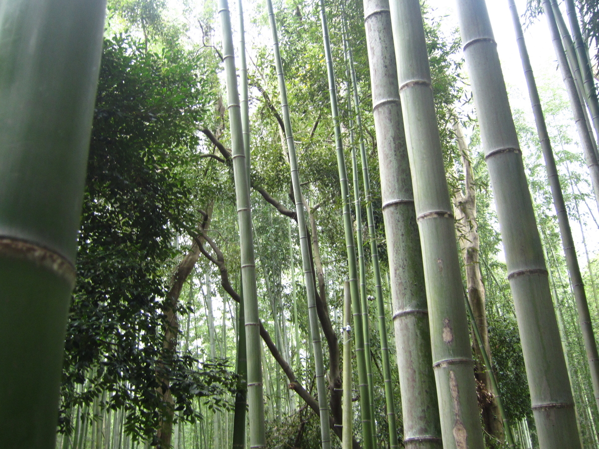 f:id:harikyu-takahashi:20200527091306j:plain