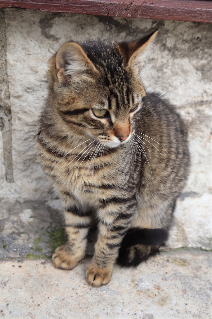f:id:harimayatokubei:20190316041202j:image