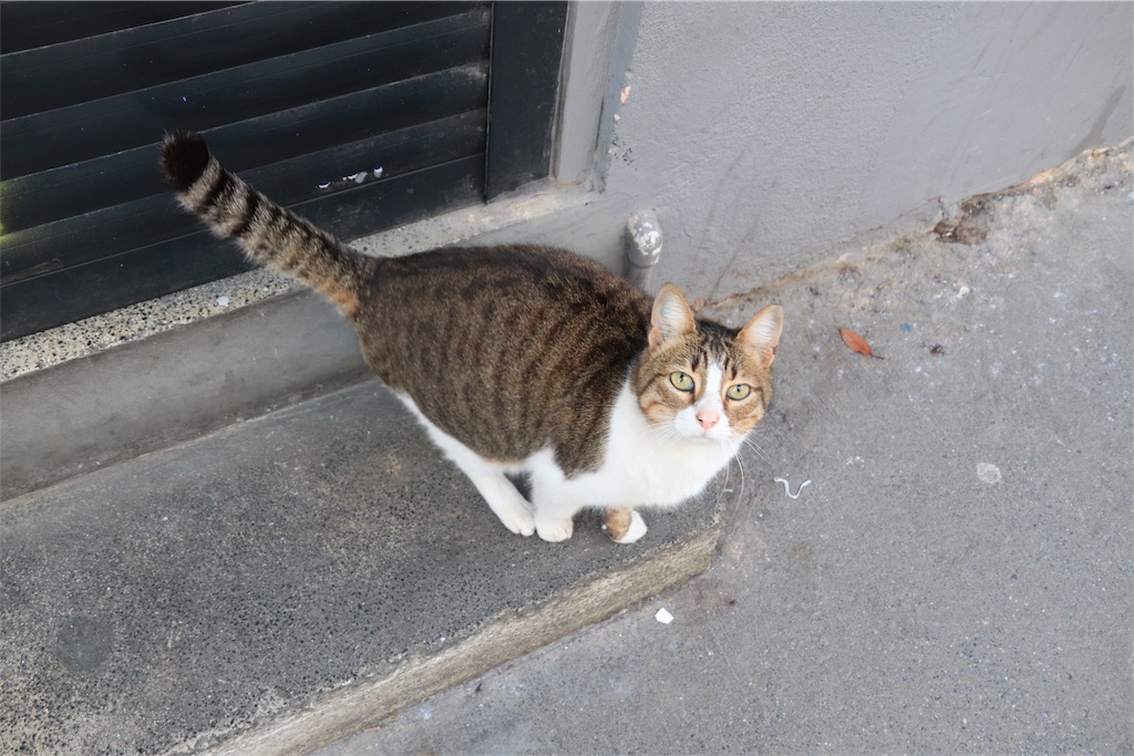 f:id:harimayatokubei:20190329161505j:image