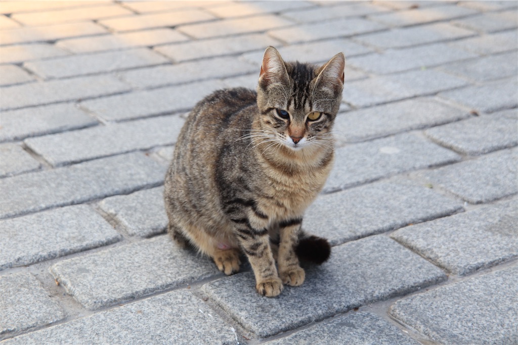 f:id:harimayatokubei:20190421214524j:image