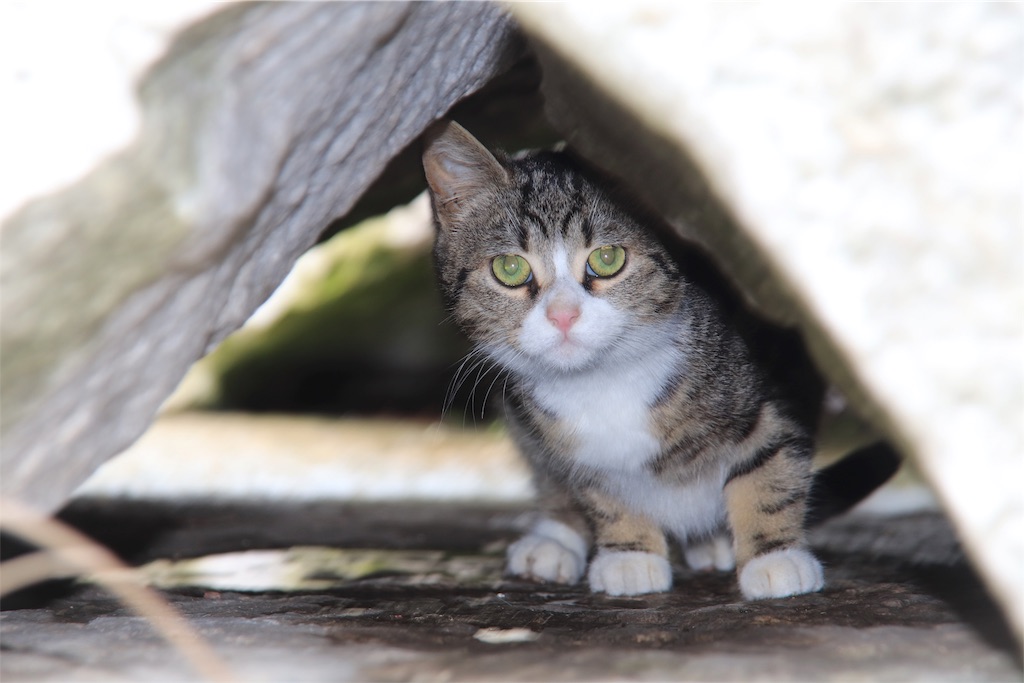 f:id:harimayatokubei:20190421215219j:image