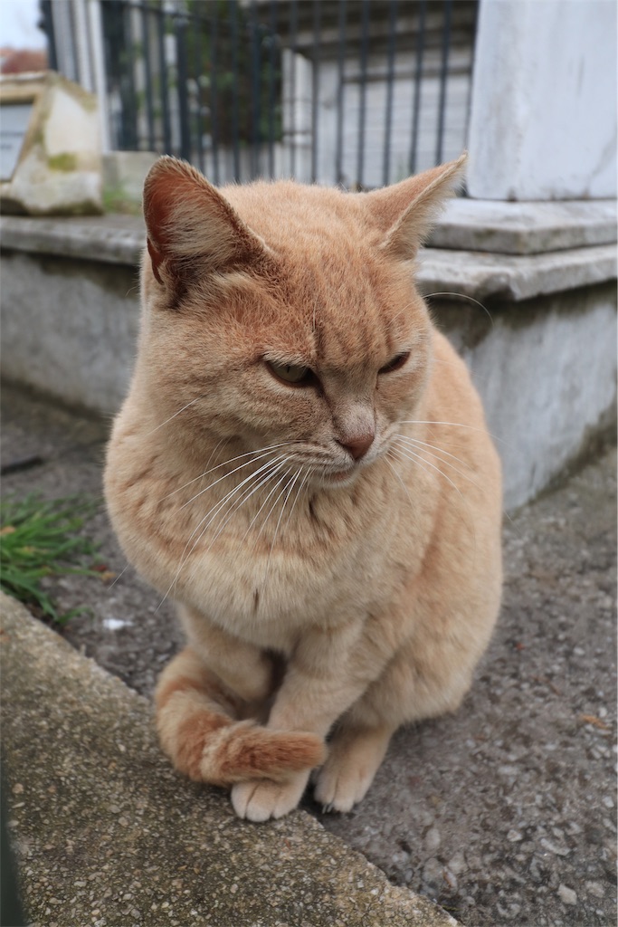 f:id:harimayatokubei:20190528201348j:image