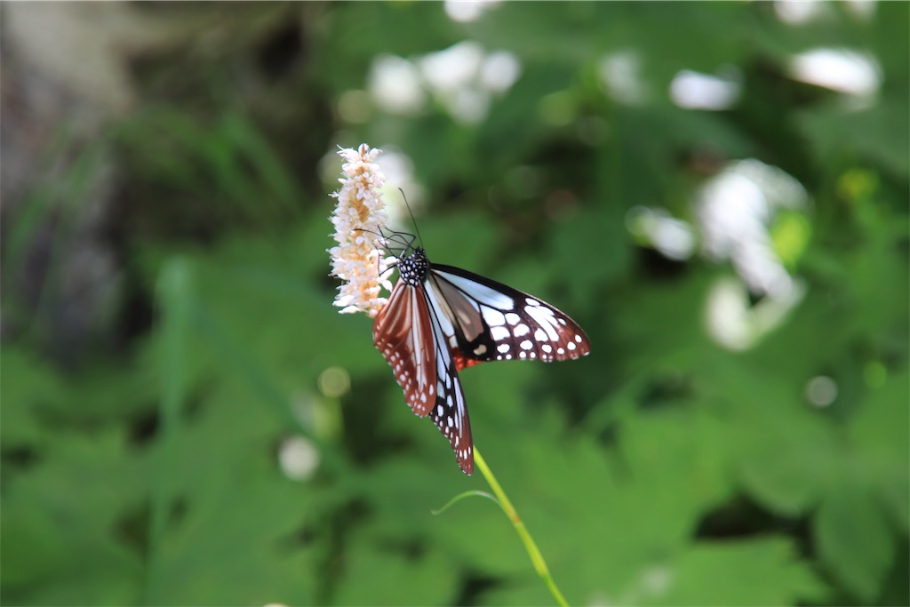 f:id:harimayatokubei:20190918080655j:image