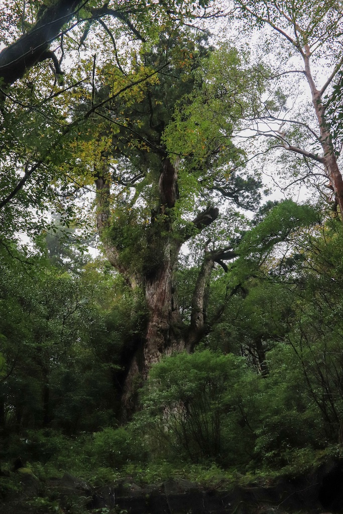 f:id:harimayatokubei:20200614002353j:image
